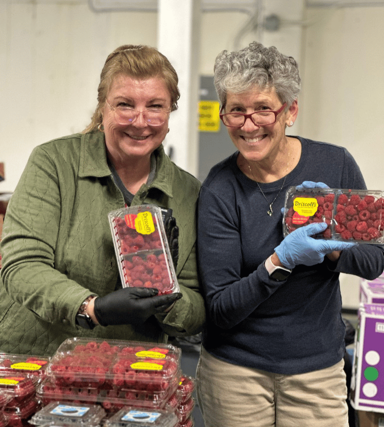 Two dedicated volunteers sorting through raspberries